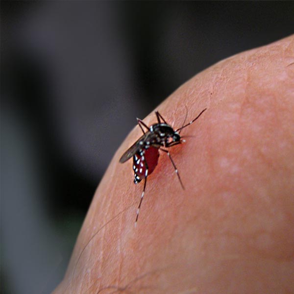 Você já combateu a dengue hoje? A dengue se combate todo dia!