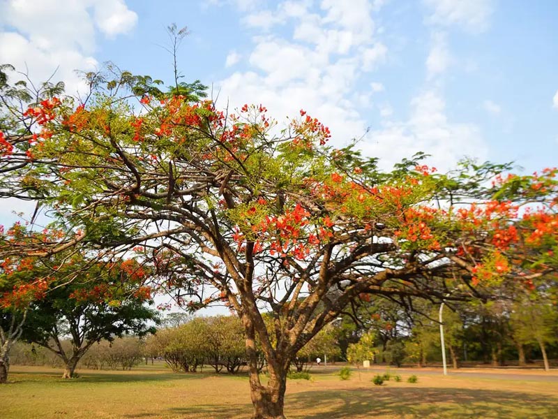 Primavera 2024: clima seco deve continuar até meados de novembro