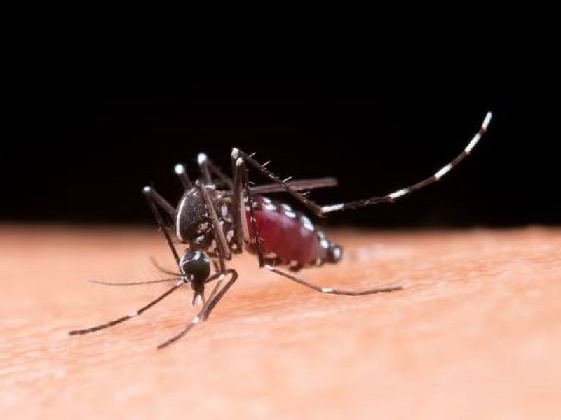 Tem início hoje a operação ‘Paraguaçu contra a dengue’ que visa eliminar criadouros do Aedes Aegypti